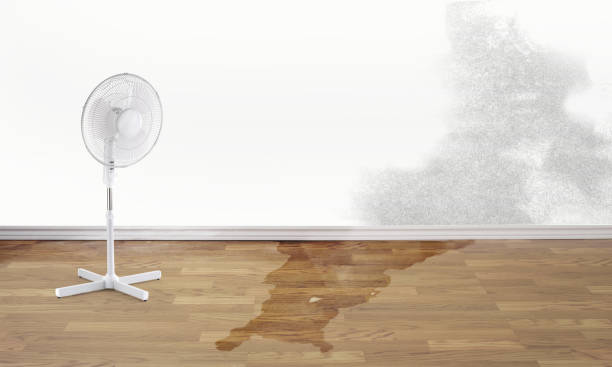 Best Mold removal after water damage  in Appomattox, VA