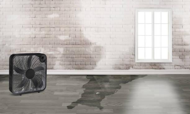 Best Mold removal after water damage  in Appomattox, VA